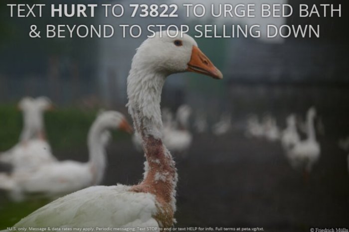 bed_bath_beyond_IA-768x512