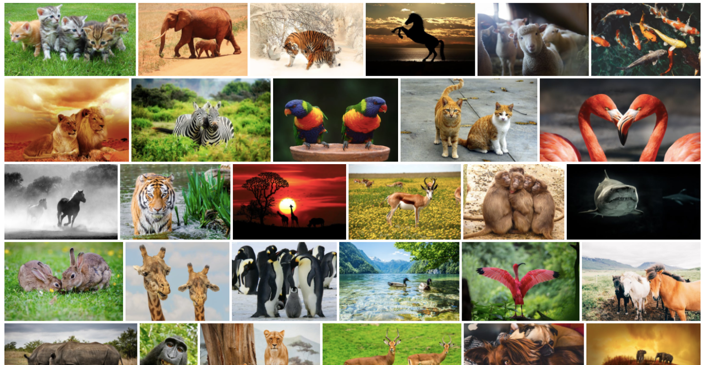 Animal Rights – Animal Rights